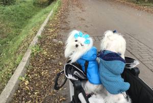 Winterjacke für Hunde EMILIA türkisblau