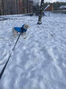 Winterjacke für Hunde EMILIA türkisblau