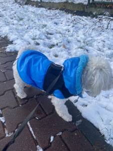 Winterjacke für Hunde EMILIA türkisblau