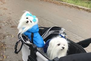 Winterjacke für Hunde EMILIA türkisblau
