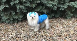 Winterjacke für Hunde EMILIA türkisblau