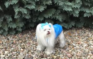 Winterjacke für Hunde EMILIA türkisblau