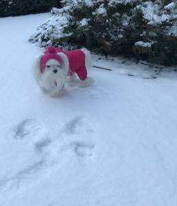 Winterjacke für Hunde LARA  pink