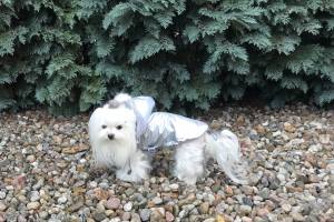 Winterjacke für Hunde LIAM in Silber