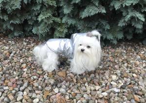 Winterjacke für Hunde LIAM in Silber