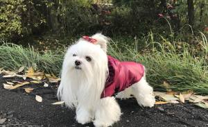 Winterjacke für Hunde LINA weinrot