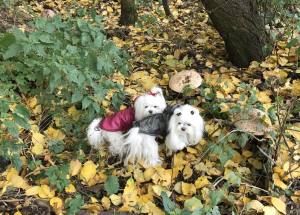 Winterjacke für Hunde EMILIA türkisblau