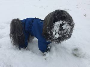 MINI PORTHOS  Wintermantel für Hunde RESTPOSTEN