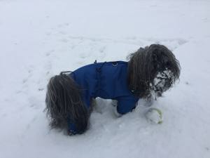 MINI PORTHOS  Wintermantel für Hunde RESTPOSTEN
