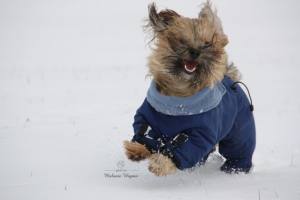 MINI PORTHOS  Wintermantel für Hunde RESTPOSTEN