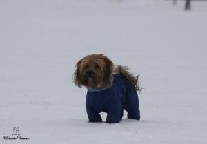MINI PORTHOS  Wintermantel für Hunde RESTPOSTEN
