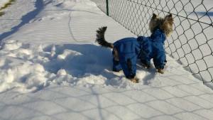 MINI PORTHOS  Wintermantel für Hunde RESTPOSTEN