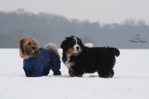 MINI PORTHOS  Wintermantel für Hunde RESTPOSTEN