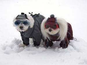 NORDPOL Wintermantel für Hunde inkl.Mütze,Schal,Geschirr für Hunde