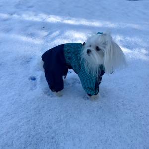 * PETER PAN * Wintermantel für Hunde mit D-Ring/Geschirr für Hunde