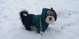 * PETER PAN * Wintermantel für Hunde mit D-Ring/Geschirr für Hunde
