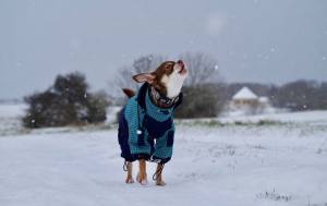 * PETER PAN * Wintermantel für Hunde mit D-Ring/Geschirr für Hunde
