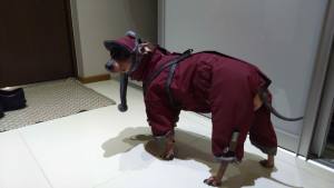 SÜDPOL Wintermantel für Hunde inkl.Mütze,Schal,Geschirr GIRLS ONLY für Hunde