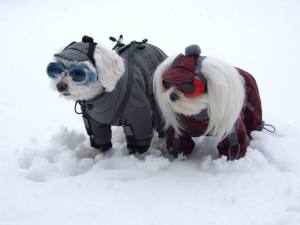 SÜDPOL Wintermantel für Hunde inkl.Mütze,Schal,Geschirr GIRLS ONLY für Hunde