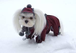 SÜDPOL Wintermantel für Hunde inkl.Mütze,Schal,Geschirr GIRLS ONLY für Hunde