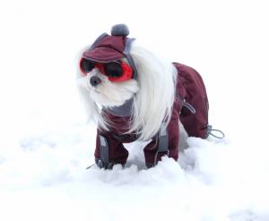 SÜDPOL Wintermantel für Hunde inkl.Mütze,Schal,Geschirr GIRLS ONLY für Hunde