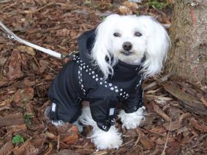 BLACK PAW Wintermantel für Hunde mit Geschirr