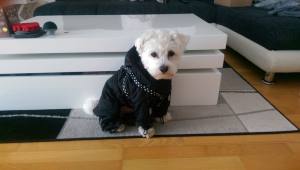 BLACK PAW Wintermantel für Hunde mit Geschirr