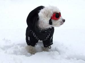 BLACK PAW Wintermantel für Hunde mit Geschirr für Hunde