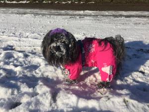 PINK PAW Wintermantel für Hunde mit Geschirr GIRLS ONLY für Hunde