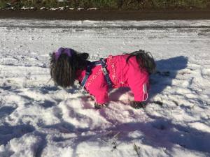 PINK PAW Wintermantel für Hunde mit Geschirr GIRLS ONLY für Hunde