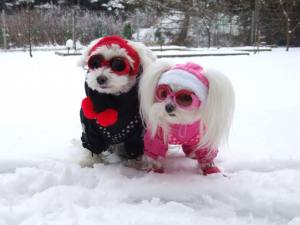 PINK PAW Wintermantel für Hunde mit Geschirr GIRLS ONLY