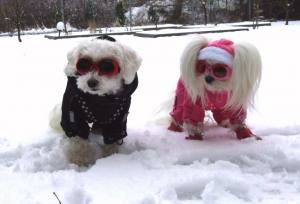 PINK PAW Wintermantel für Hunde mit Geschirr GIRLS ONLY