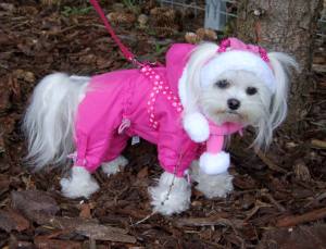 PINK PAW Wintermantel für Hunde mit Geschirr GIRLS ONLY für Hunde