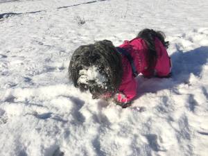 PINK PAW Wintermantel für Hunde mit Geschirr GIRLS ONLY für Hunde