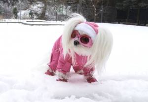 PINK PAW Wintermantel für Hunde mit Geschirr GIRLS ONLY für Hunde