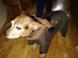 *BROWN PAWS * Wintermantel mit Schal und D-Ring,kurze Beine für Hunde
