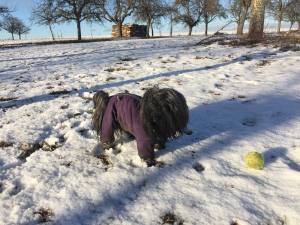 *PURPLE PAWS * HundeWintermantel Schal GIRLS ONLY mit D-Ring kurze Beine
