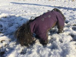 *PURPLE PAWS * HundeWintermantel Schal GIRLS ONLY mit D-Ring kurze Beine