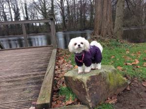 *PURPLE PAWS * HundeWintermantel Schal GIRLS ONLY mit D-Ring kurze Beine