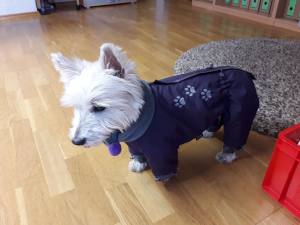 *PURPLE PAWS * HundeWintermantel Schal GIRLS ONLY mit D-Ring kurze Beine