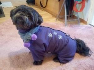 *PURPLE PAWS * HundeWintermantel Schal GIRLS ONLY mit D-Ring kurze Beine