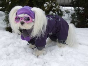 *PURPLE PAWS * HundeWintermantel Schal GIRLS ONLY mit D-Ring kurze Beine