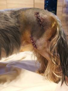 Wundschutz BRAUN für hinterbeine ,Hunde OP Hosenbein