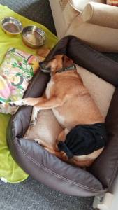 Wundschutz für hinterbeine ,Hunde OP Hosenbein BLACK