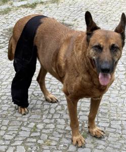 Wundschutz LANG für hinterbein PETROL für HUNDE