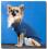 Hundepulli ,Pullover für Hunde *BLUE CAGNOLINO *