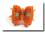 Hunde Schleife ELEGANCE ORANGE GOLD