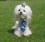 Hundekragen Hundekrawatte auf Halsband  WHITE CRAZY