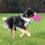 Hunde Flash Dog Disc, Silikon blinkt mit Licht
