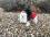 Dicke Hunde Winterjacke mit Fell RED